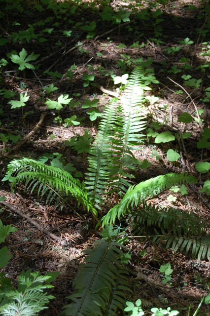 Polystichum munitum
